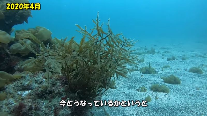 2020年4月時点の漁礁に生えていたヤツマタモク