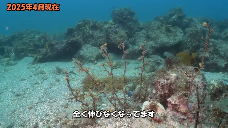 魚の食害により葉がなくなったヤツマタモク