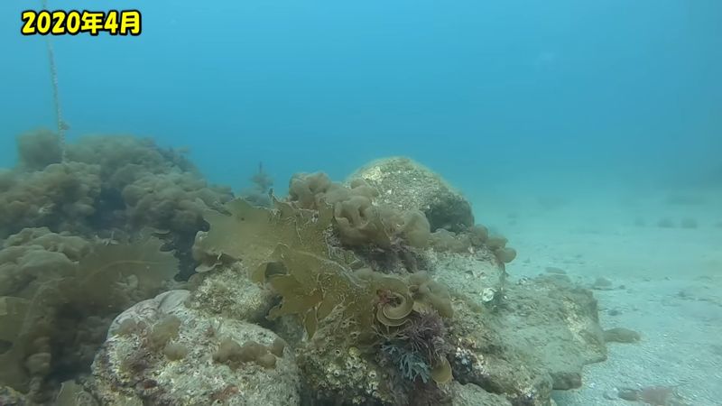 2020年4月時点の漁礁に生えていたワカメ