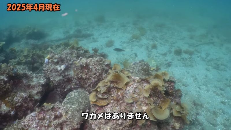 ワカメが消滅した2025年4月時点の漁礁