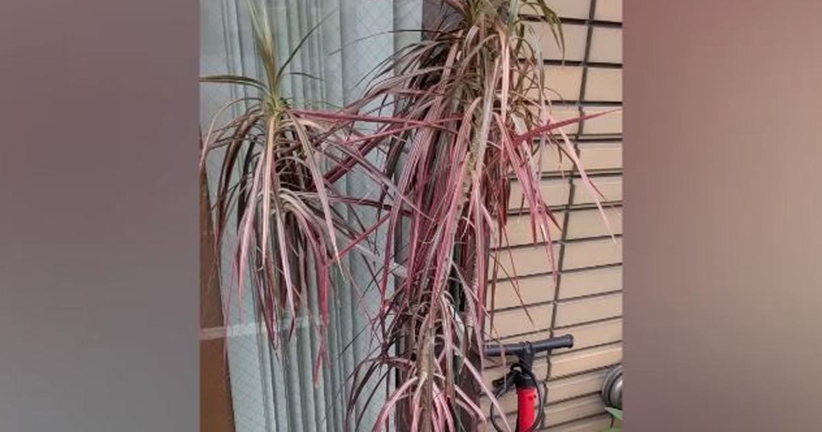 「ご自由にどうぞ」と捨てられていたボロボロの観葉植物、持ち帰ってみると……　1週間後まさかの姿に「すごい」「感動しました」（1/3） | その他生き物 ねとらぼ