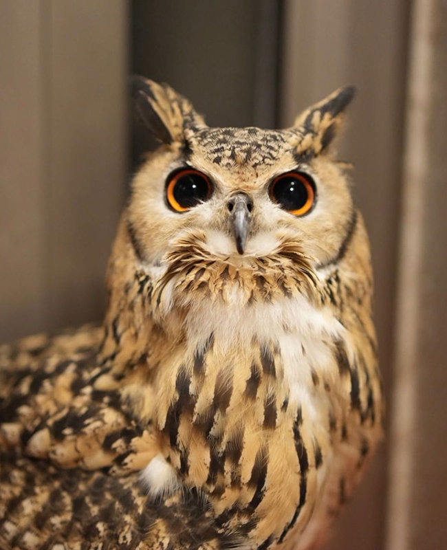 まんまるおめめ