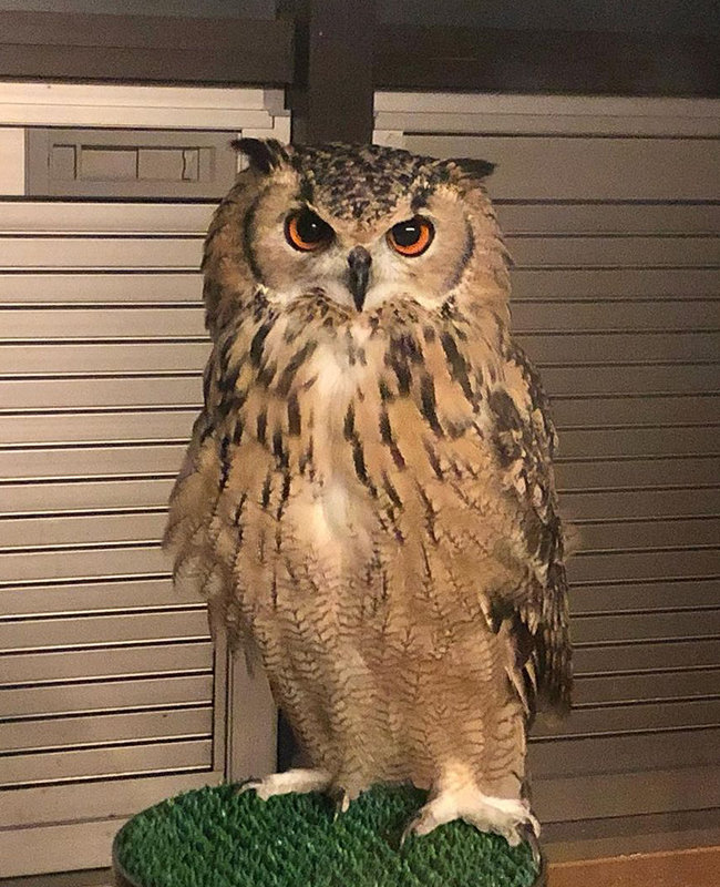 キリッとした視線にドキッ！