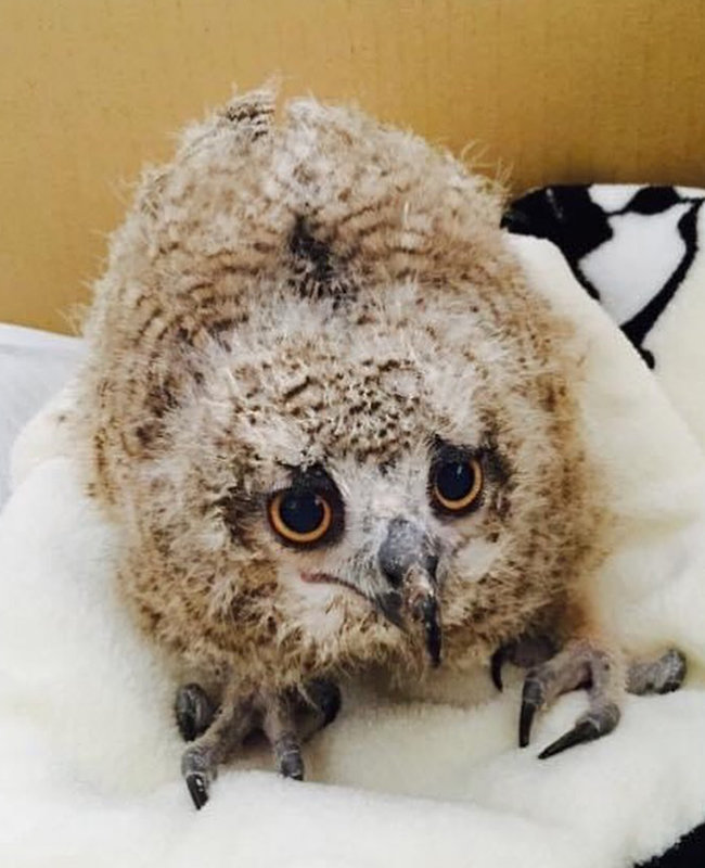 お迎えしたころ