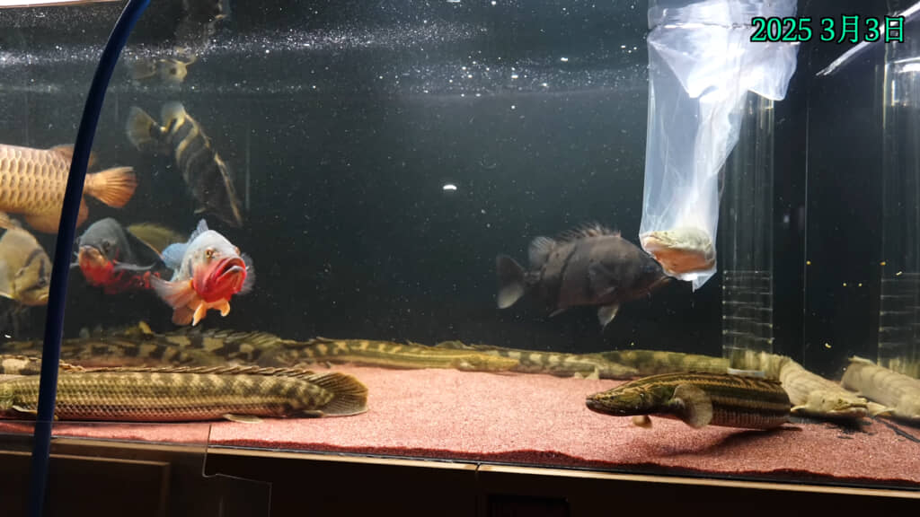 憧れの魚「オモ川ビキール」を水槽に投入