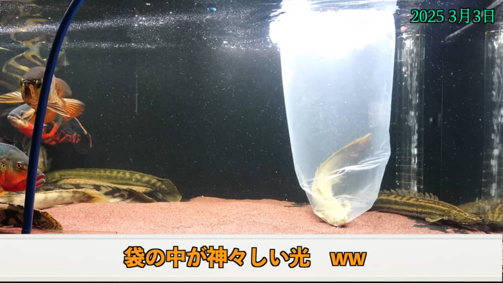 何やら神々しい感じになってしまいました