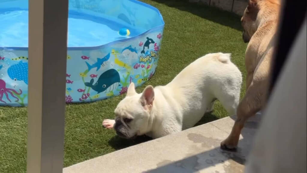 ワンコ2匹のためにプールを用意