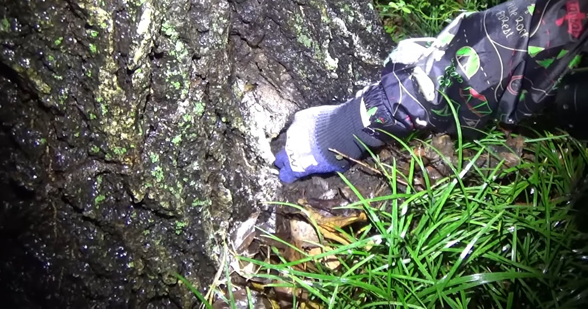 樹液が染み込んだ土の中に手を突っ込んだら……　お目見えした“でっかいヤツ”に「なかなか良い個体」「うらやましい」（1/3） | その他生き物 ねとらぼ