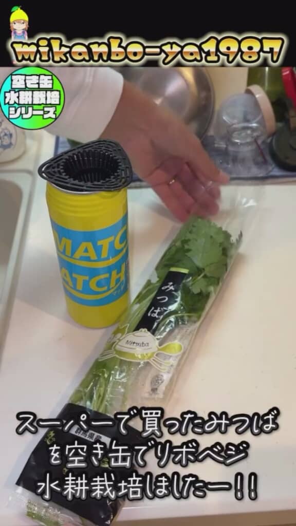 スーパーで買ったミツバを再生栽培