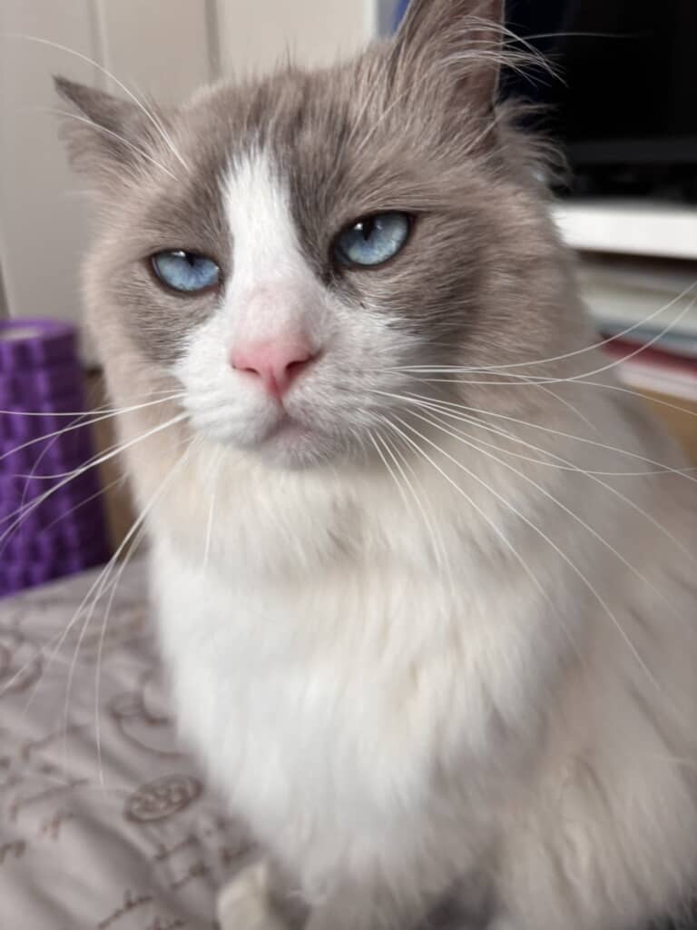 パパとママが撮影した猫ちゃん