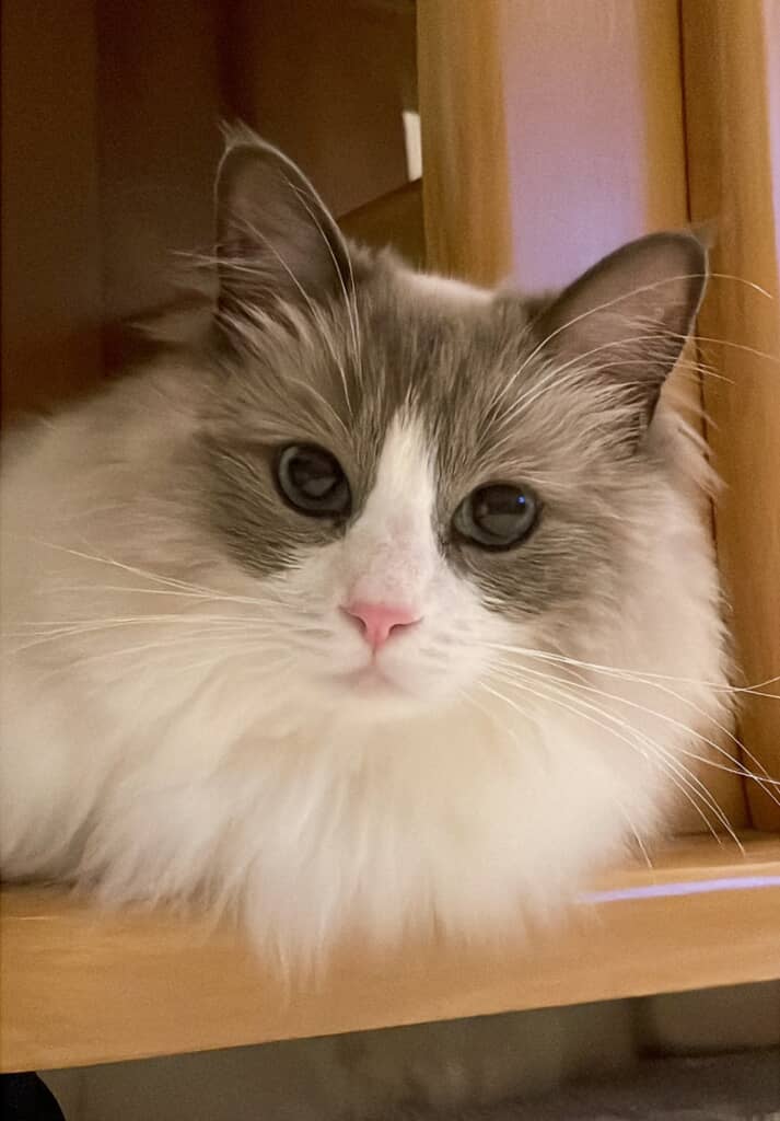 パパとママが撮影した猫ちゃん