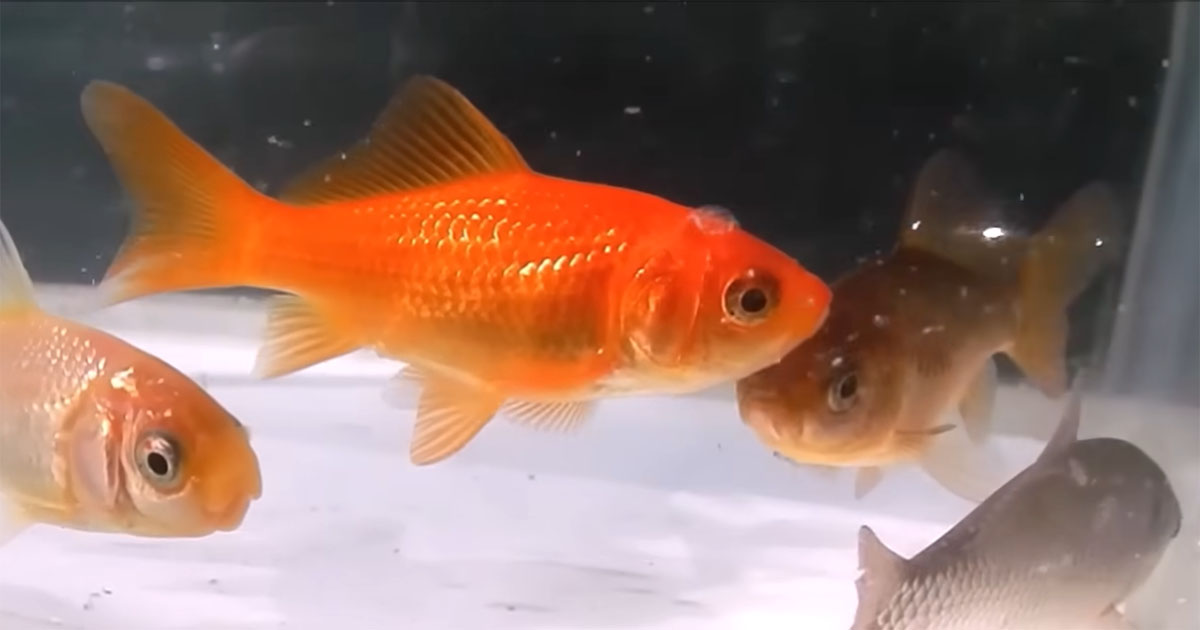 金魚3匹とフナ1匹を入れたタライ→半年後、“小さな仕掛け”で興味深い光景「ロマンしか感じない」「どうなるか楽しみ」（1/3） | その他生き物 ねとらぼ