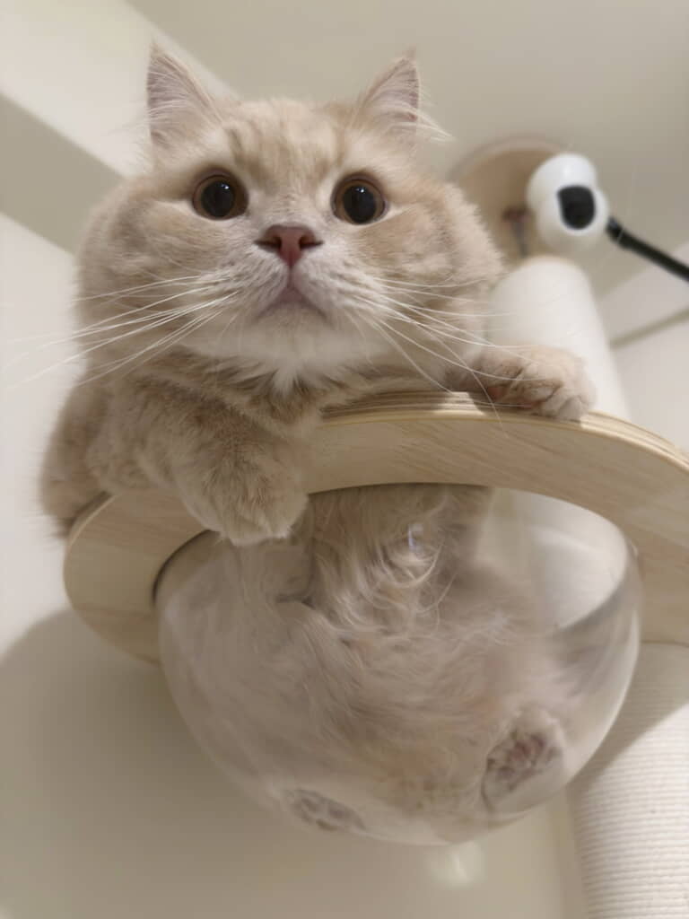 びっくりつきみくん
