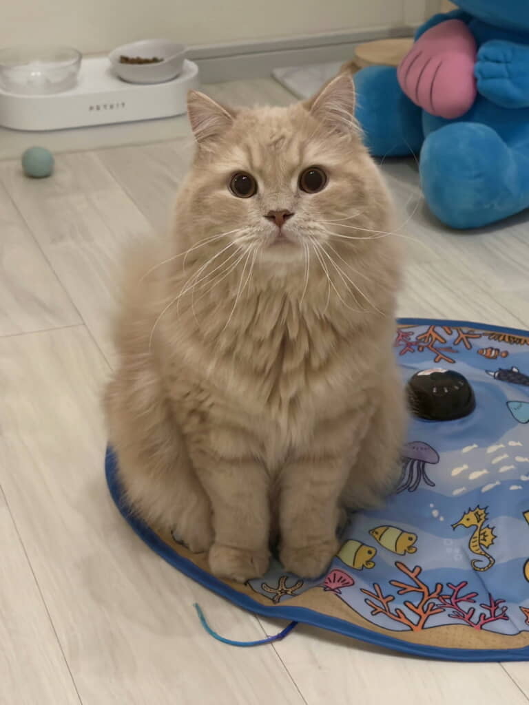 おでこに寝癖が……
