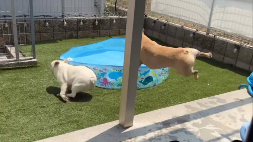 勢いよく飛び出す2匹