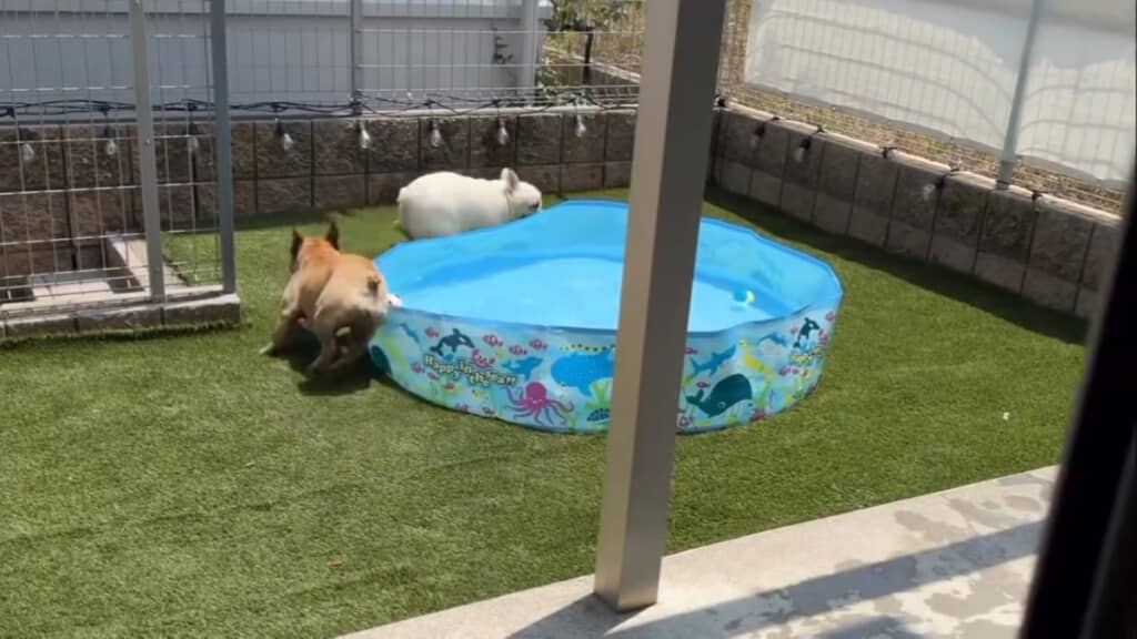 逃げるうぶ毛ちゃんと追いかけるまつ毛ちゃん