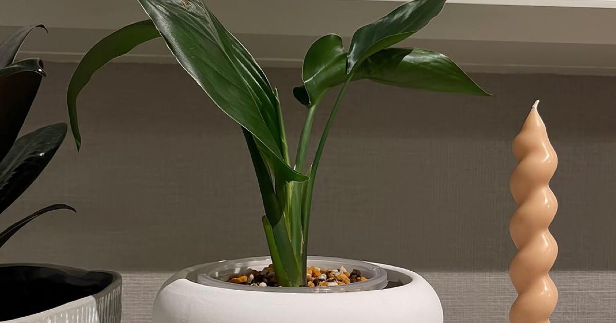 ダイソーの観葉植物→1年後……「え～」　購入者もびっくりの“現在の姿”に「尊敬です」「羨ましい!!」（1/2） | ライフスタイル ねとらぼ