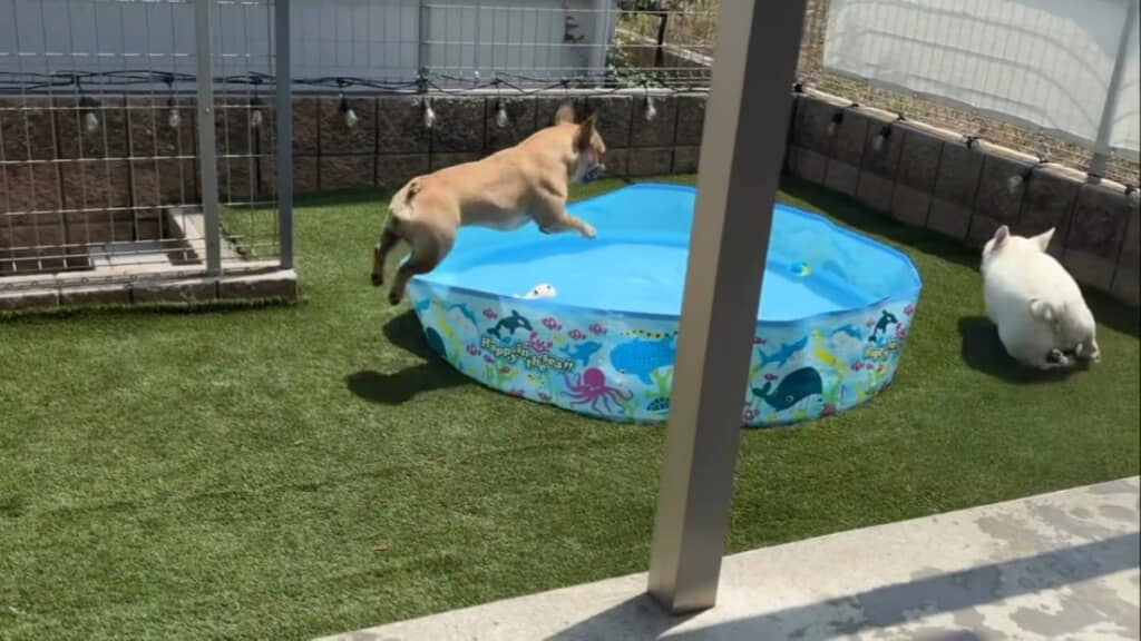 プールへダイブ