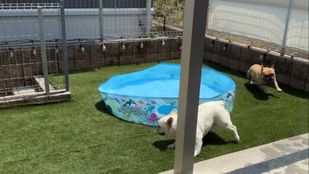 やはりプール周辺を走る2匹