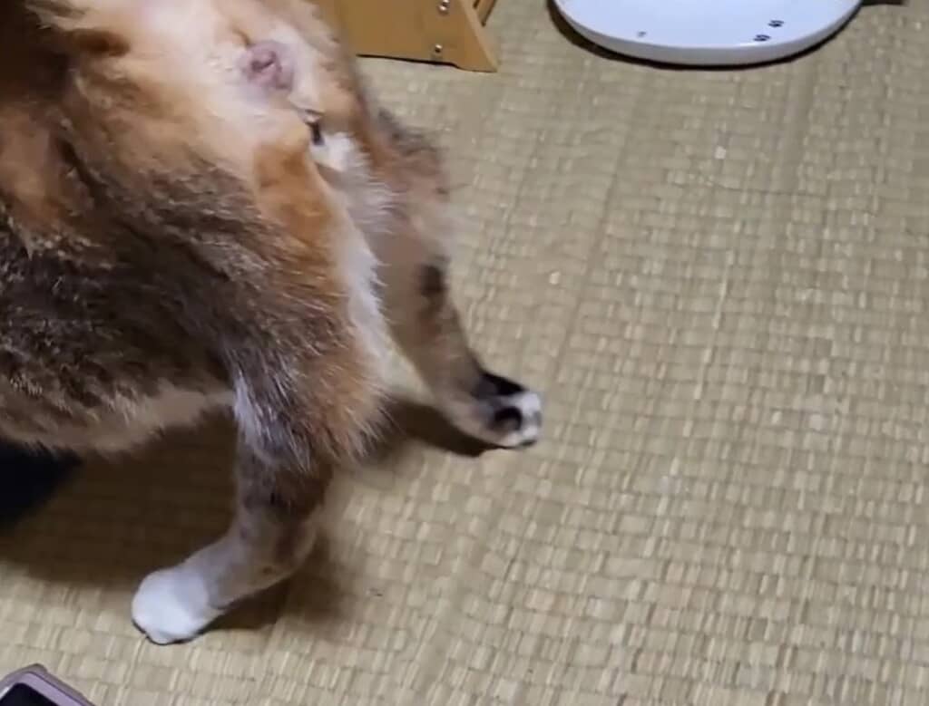 初めて歩いた時の様子