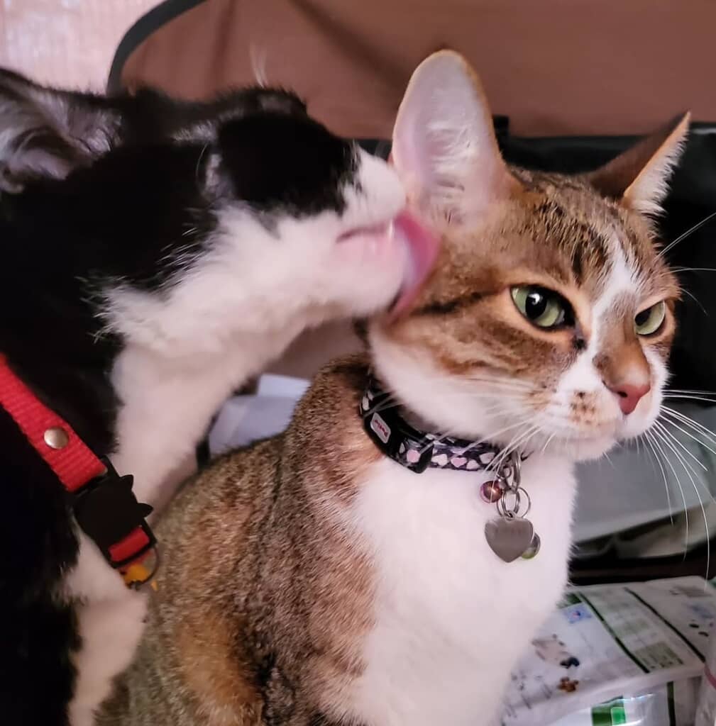 サランちゃんに毛づくろいしてもらう愛ちゃん