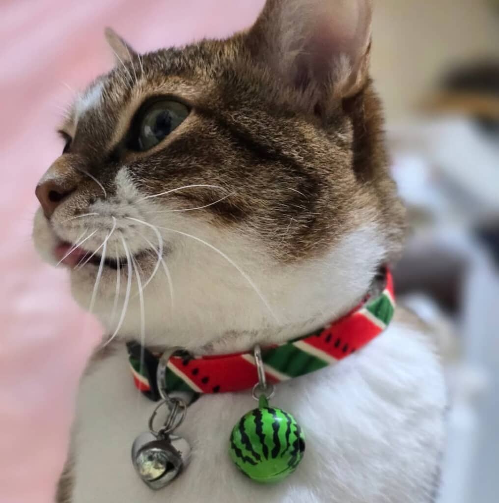 スイカの首輪を付けてもらいました