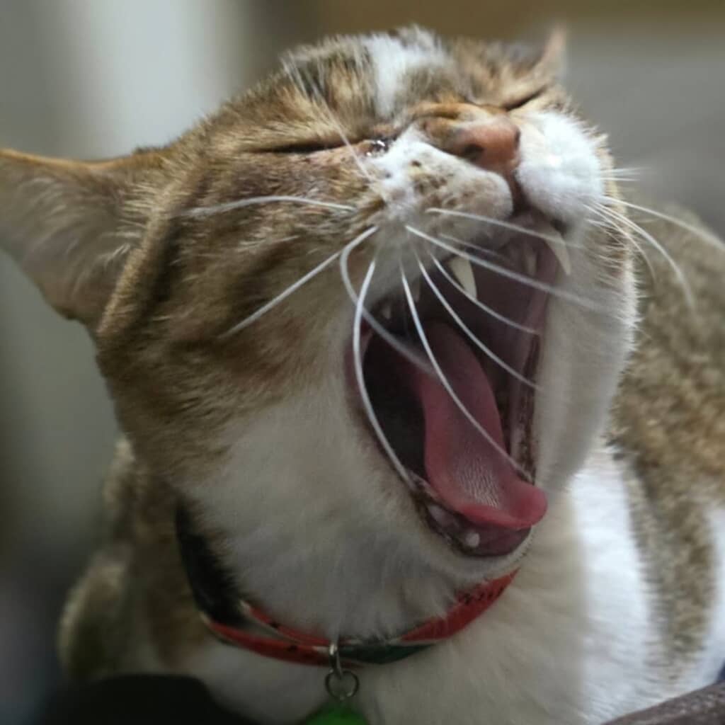 大きなあくびをする愛ちゃん