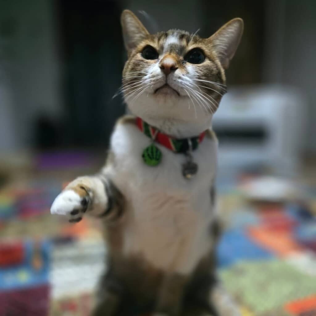 オテテを伸ばしてトントン