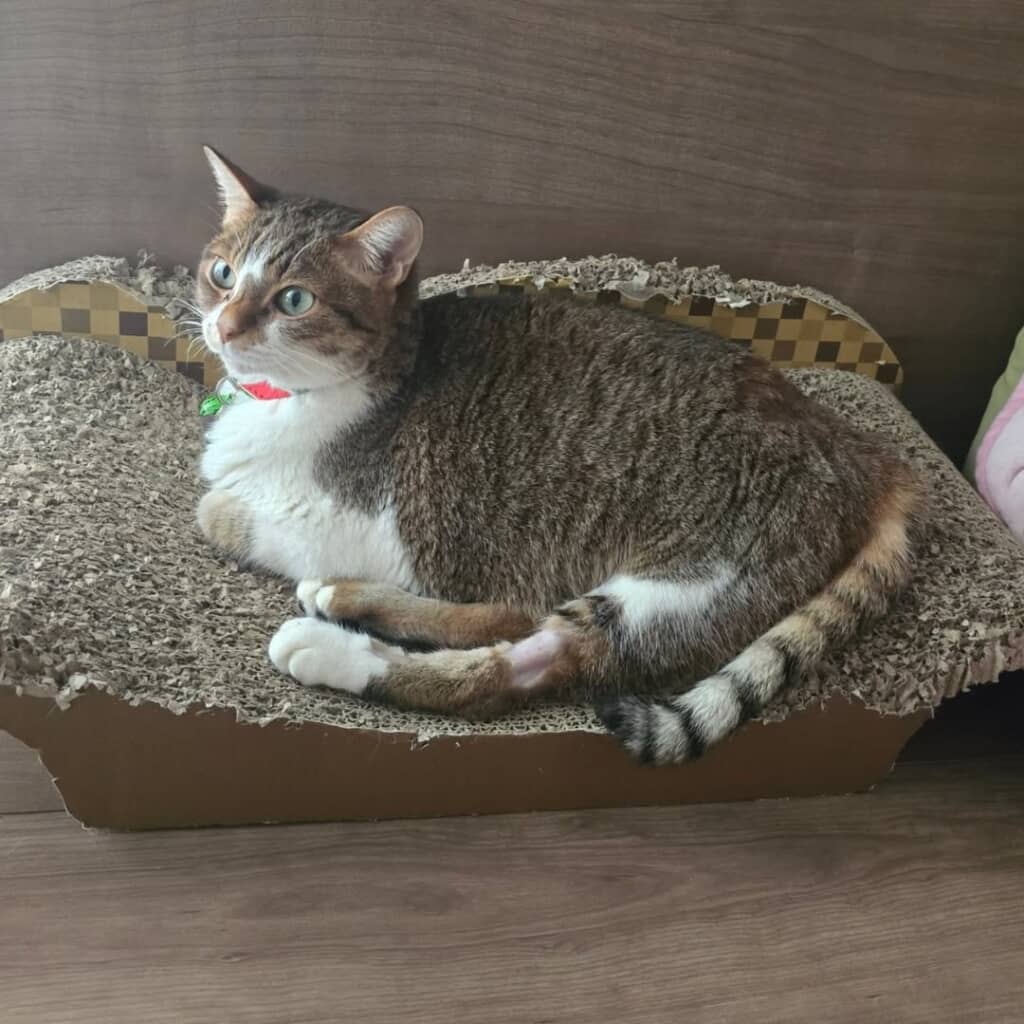 穏やかな表情の愛ちゃん