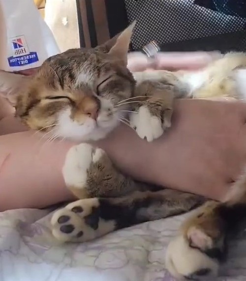 腕にしがみつく愛ちゃん