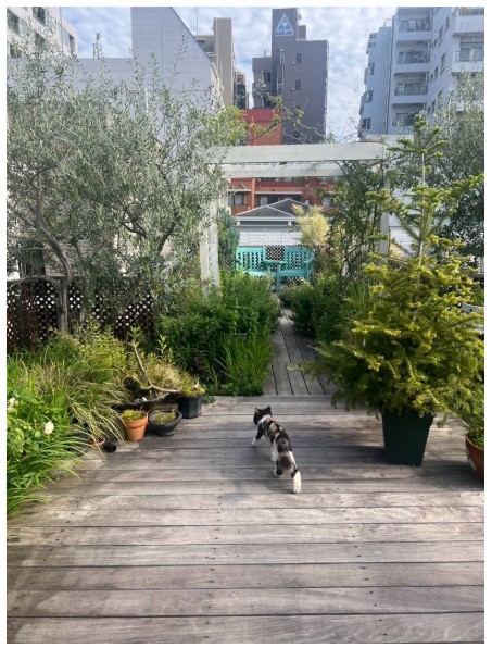 キャシー中島と勝野洋の自宅にある屋上庭園