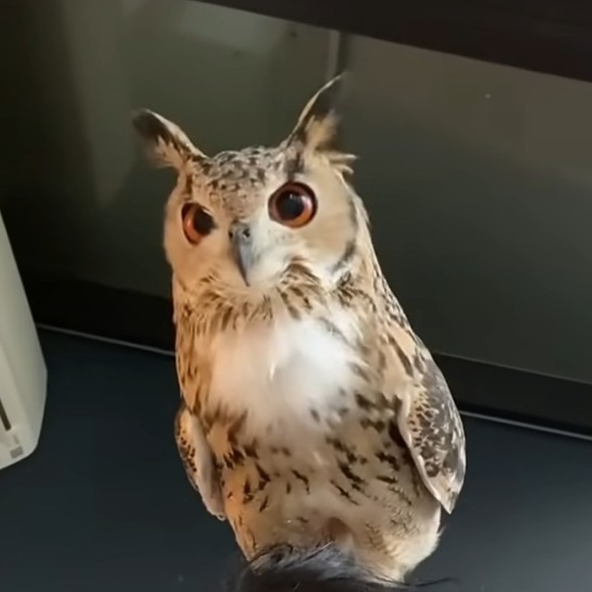 フクロウが10日ぶりに退院した飼い主と再会した瞬間、喜びのあまり