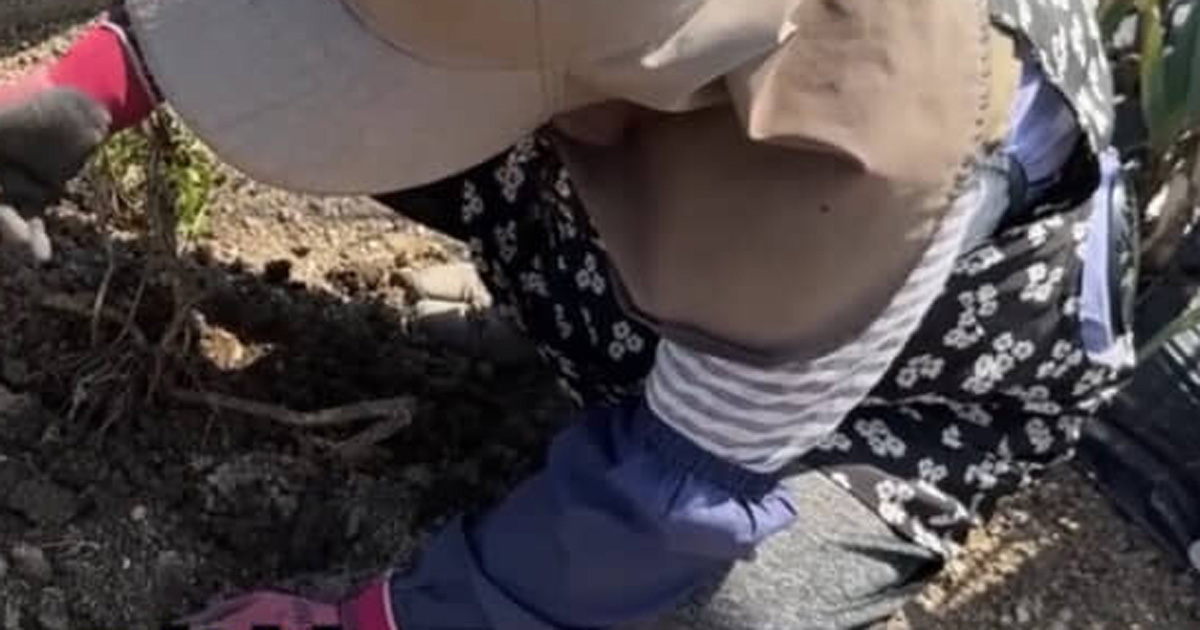 収穫できないほど小さなジャガイモ→12日後……「すんごっ!」 80歳おばあちゃんの畑で思わぬ結果に「素晴らしい」(1/3) | ライフスタイル ねとらぼ