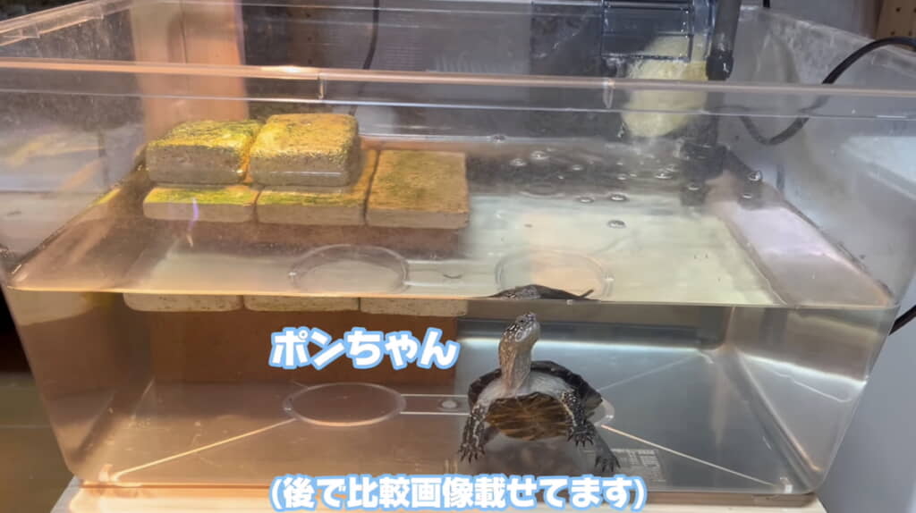 ヨーロッパヌマガメのポンちゃん