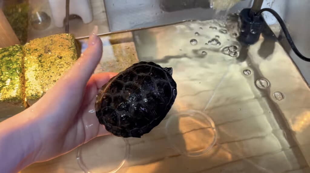 手に持ったときのサイズ感