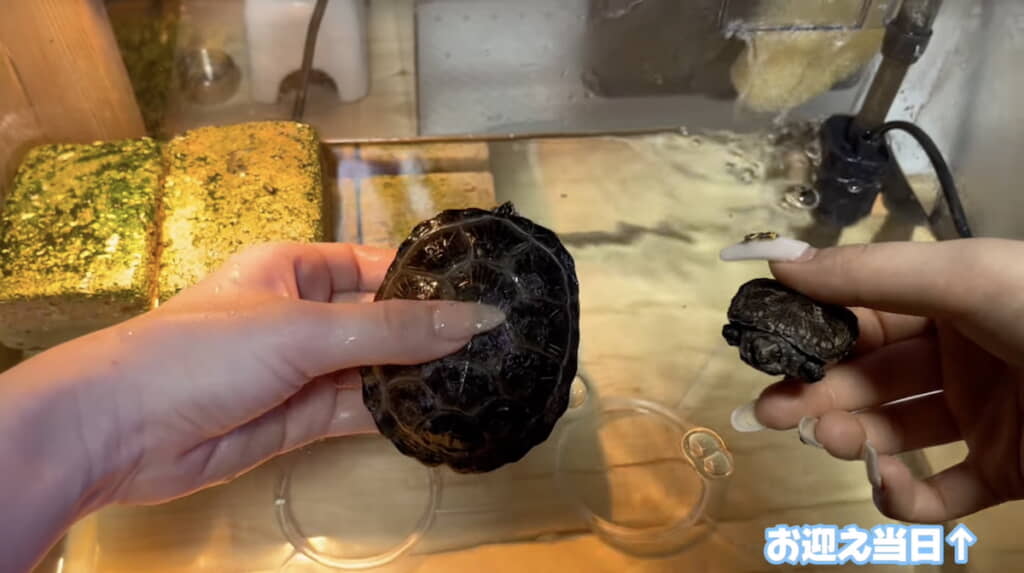 5カ月前の姿を合成で並べてみると……