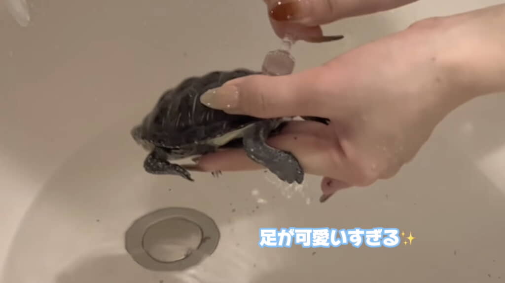 甲羅をこすると足をバタバタ