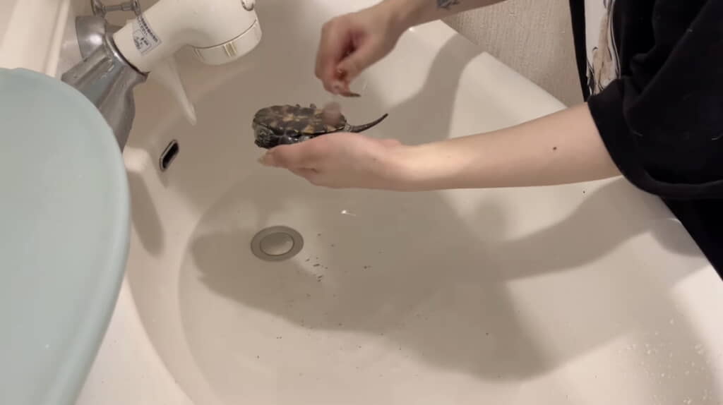 おなか側もきれいにする