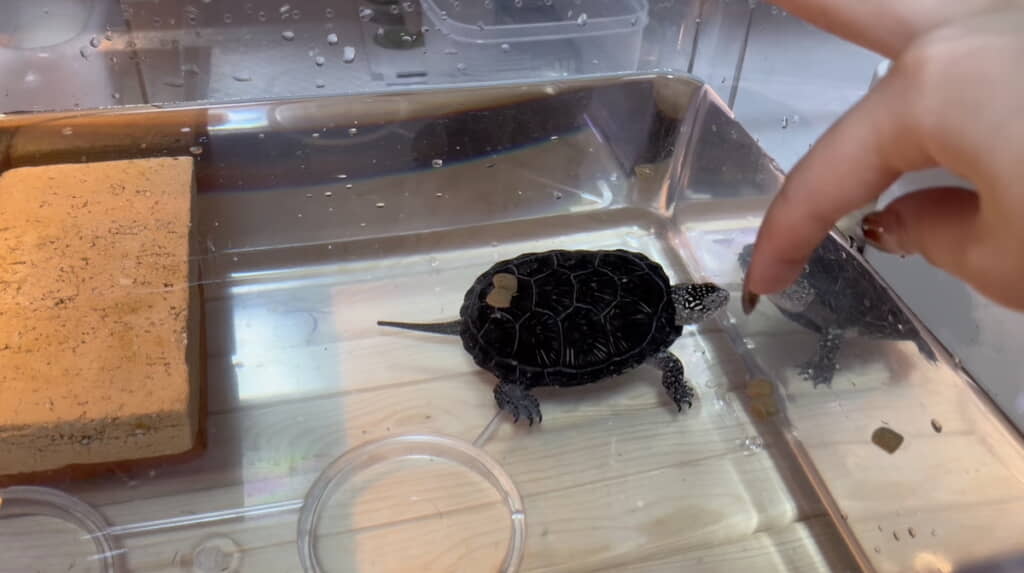 指で注意を引きつける