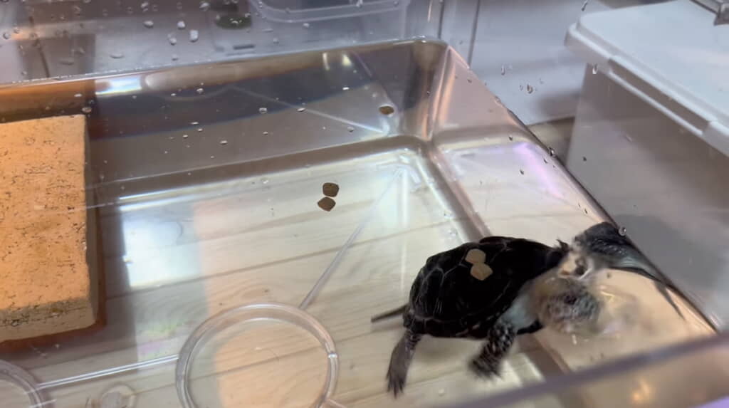 エサに気付いてパクッ！