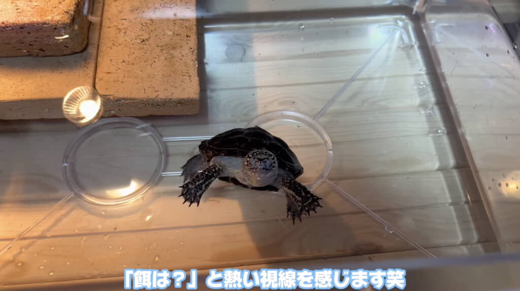 エサをねだるような視線を送るポンちゃん