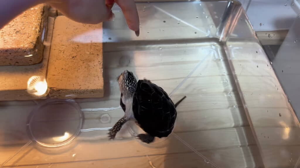 指でエサのほうへ誘導してあげる