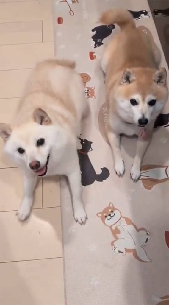 左が「餅子」ちゃん、右が「くるみ」ちゃん