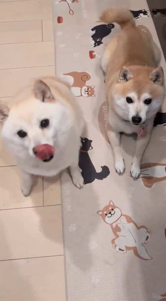 2匹とも楽しみな気持ちは同じみたい