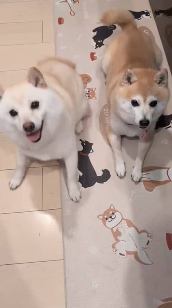 お菓子を求めてジタバタ……