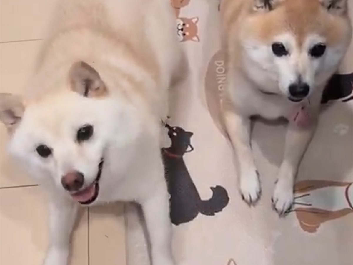 目の前のおやつに「待て」と言われ……　2匹の柴犬“正反対の反応”が54万表示　「ずっと見てられますね！」「かわいすぎる」（1/2） | 犬 ねとらぼ