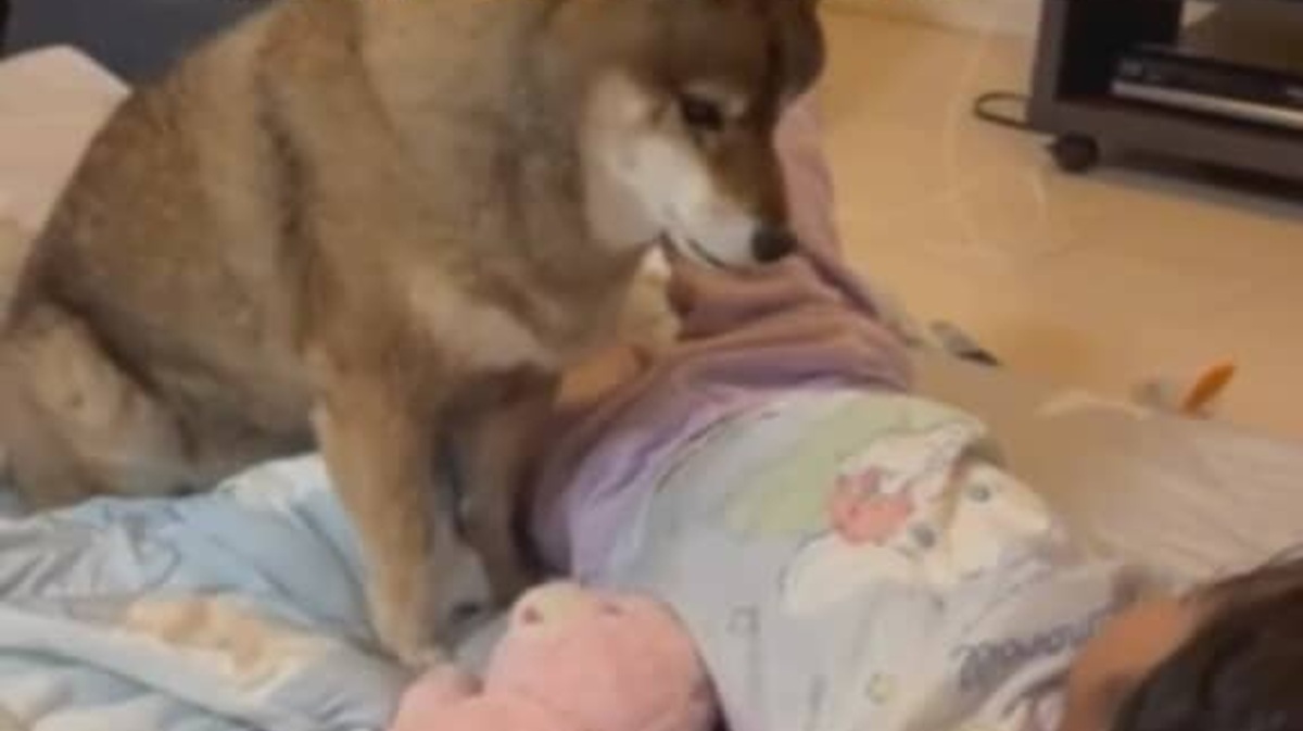 小1娘が風邪で寝込んでいると、柴犬が……　母のような姿に感動「ワンコの愛」「ホントに優しい」（1/3） | 犬 ねとらぼ