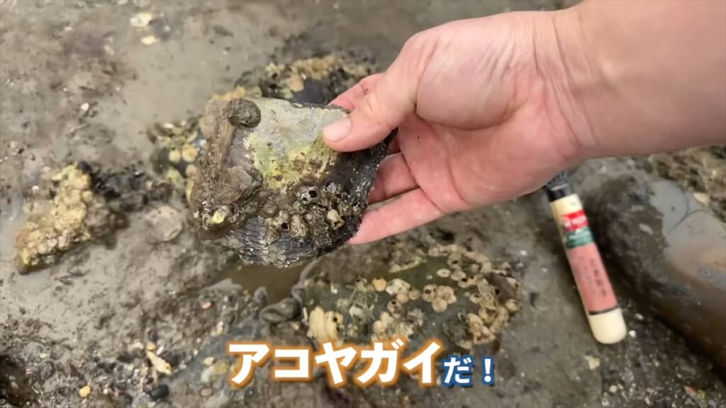 潮干狩りで真珠貝を採って真珠ガチャを引く