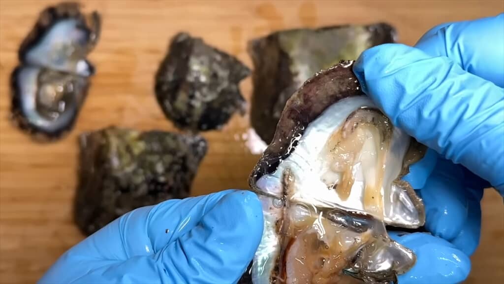 潮干狩りで真珠貝を採って真珠ガチャを引く