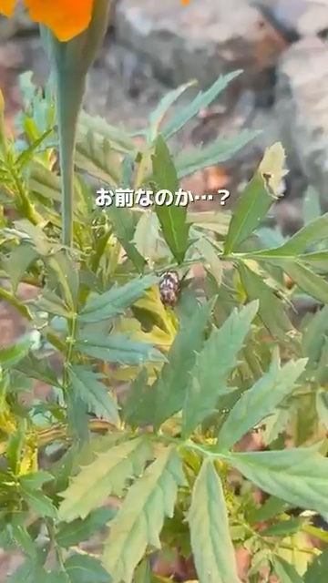 こいつが原因？